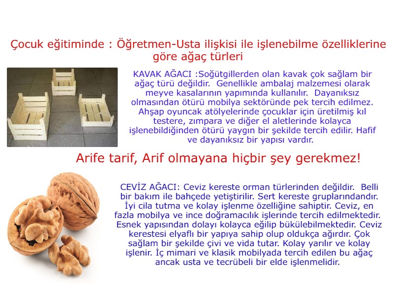 KAVAK CEVİZ AĞACI